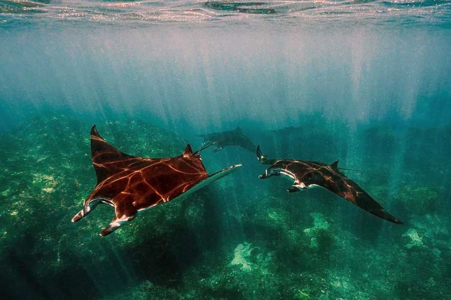 manta ray view nusa penida