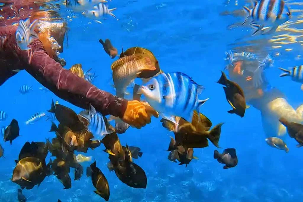 underwater view blue laboon snorkeling