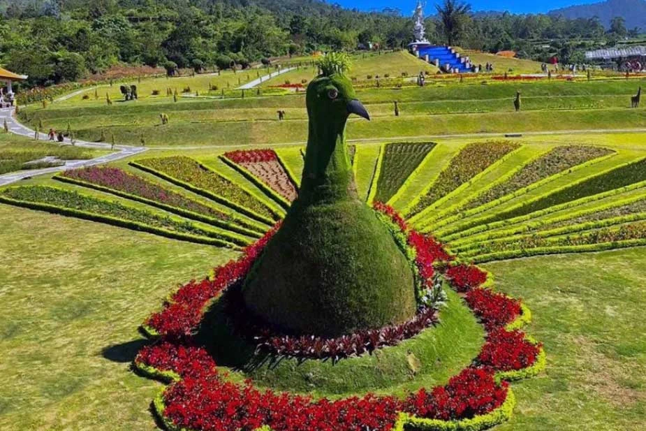 topiary peacock in blooms garden