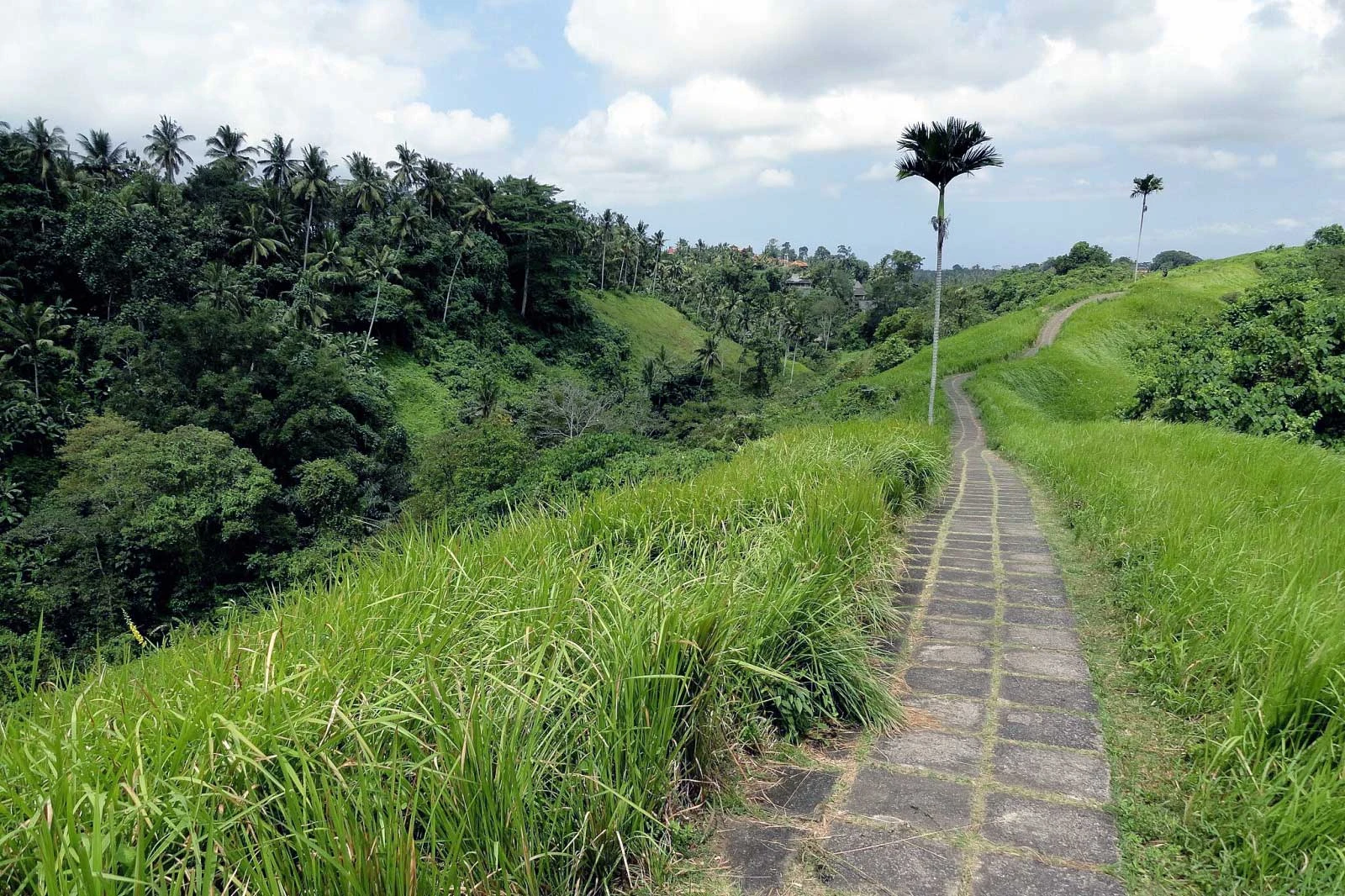 the jogging track view at the campuhan ridge walk ubud
