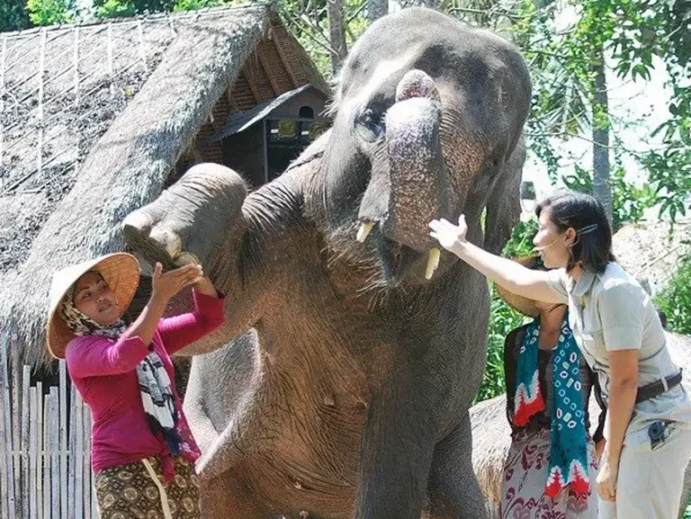Elephant education show 