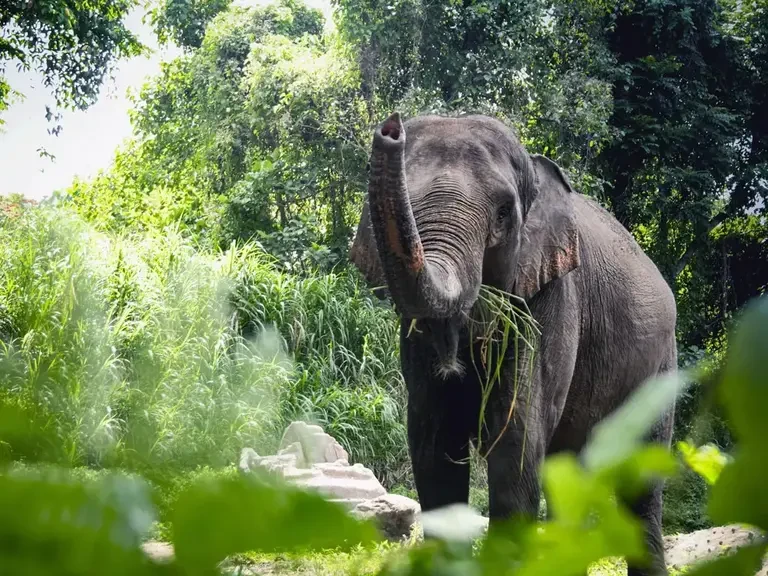 Elephant in nature, no elephant riding, wildlife protection