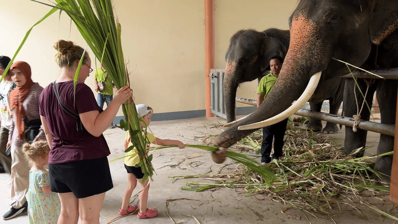 Elephant's controlled feeding programs