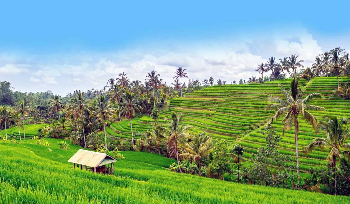 jatiluwih rice terrace