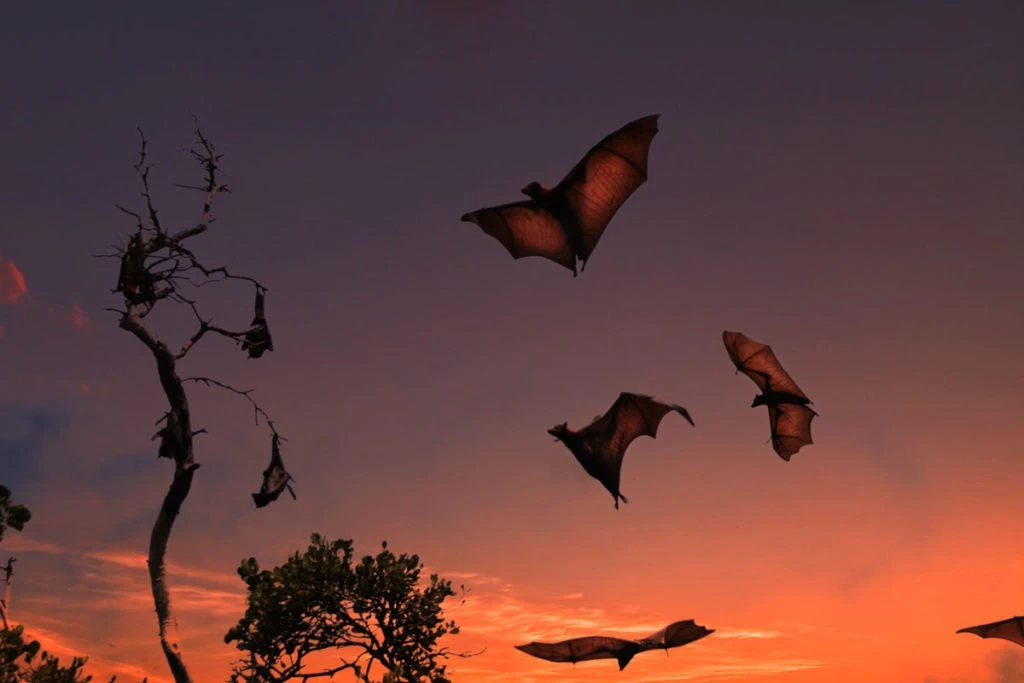 Kalong Island - Labuan Bajo