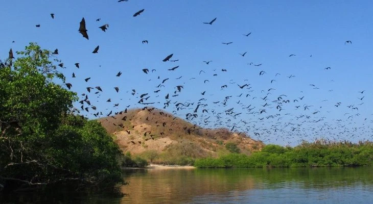 Kalong Island - Labuan Bajo