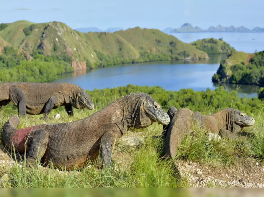 Komodo National Park