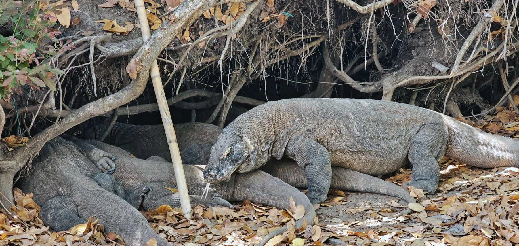 komodo dragons view on their nest