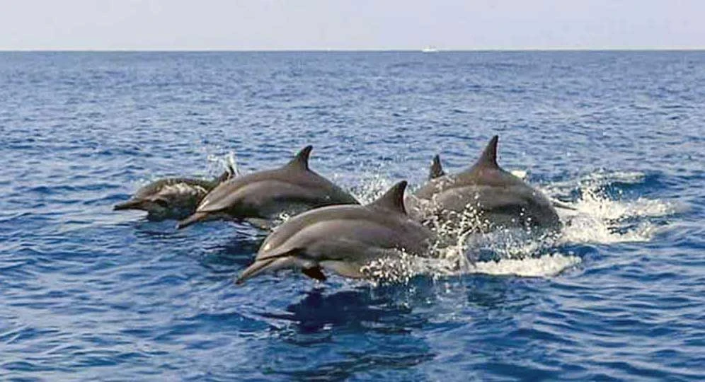 dolphin watching tour lovina beach