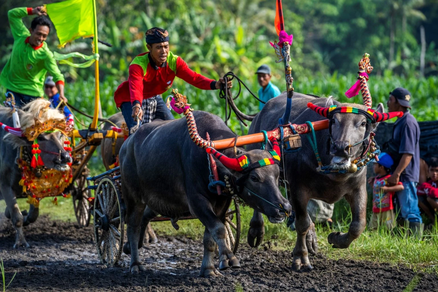 mekepung cup jembrana regency