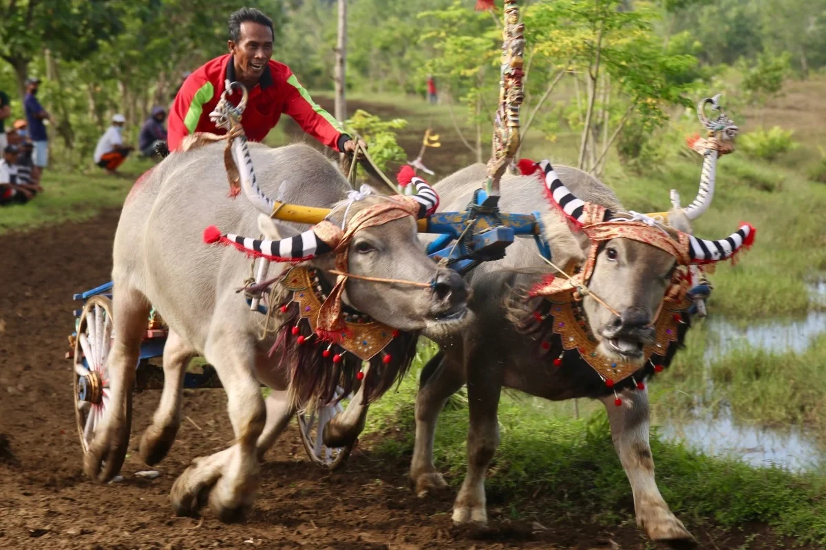 training for mekepung event