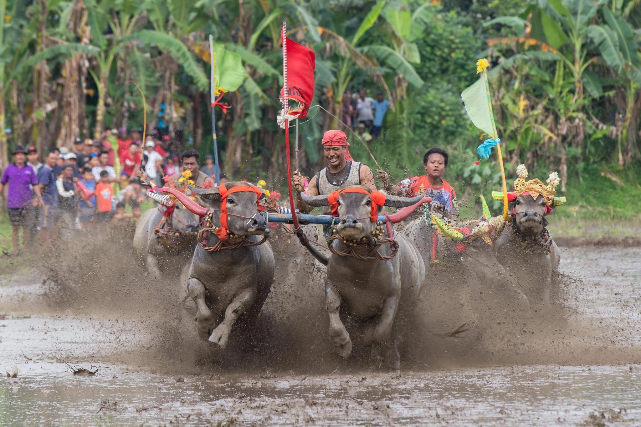 mekepung buffalo races