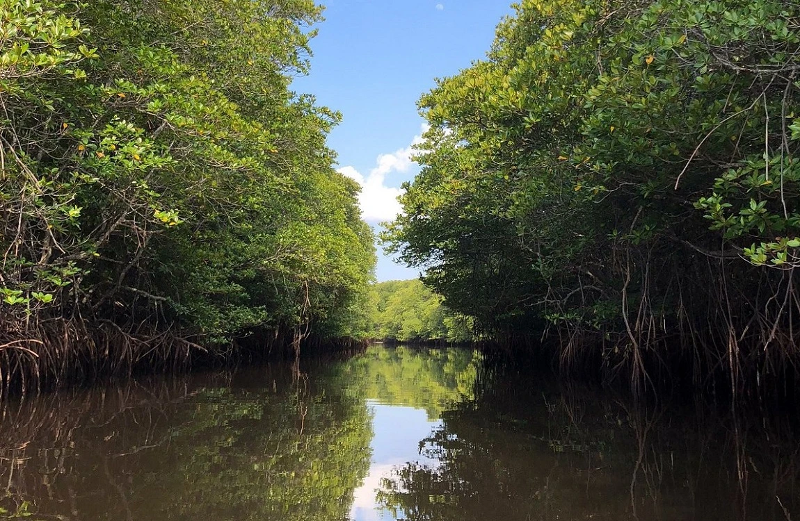 mangrove forest lembongan bali