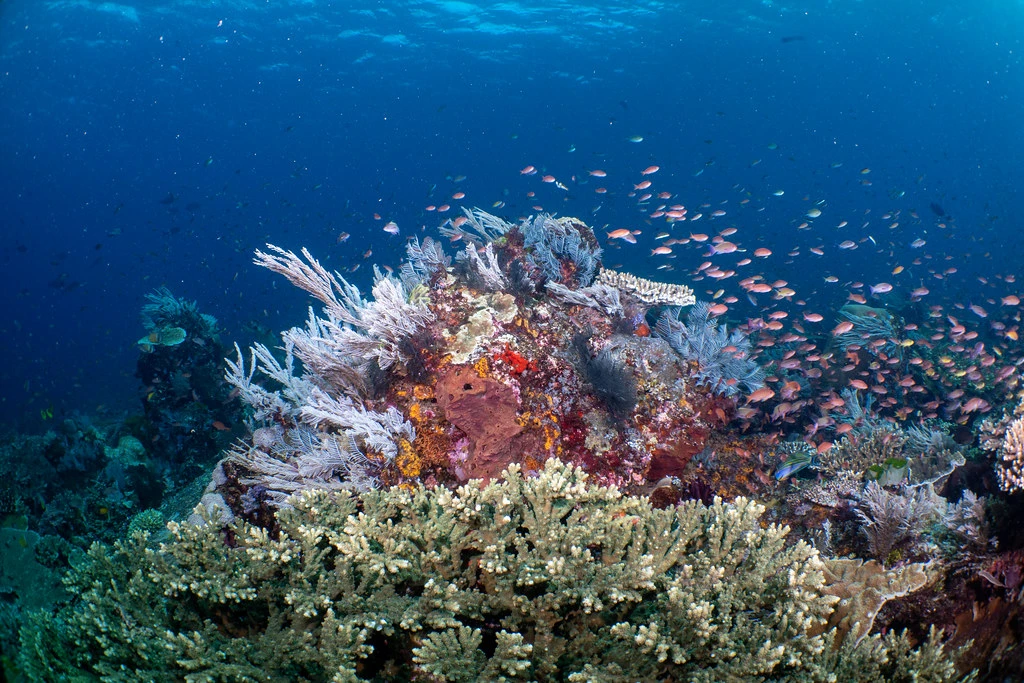 Tatawa Island Labuan Bajo Indonesia