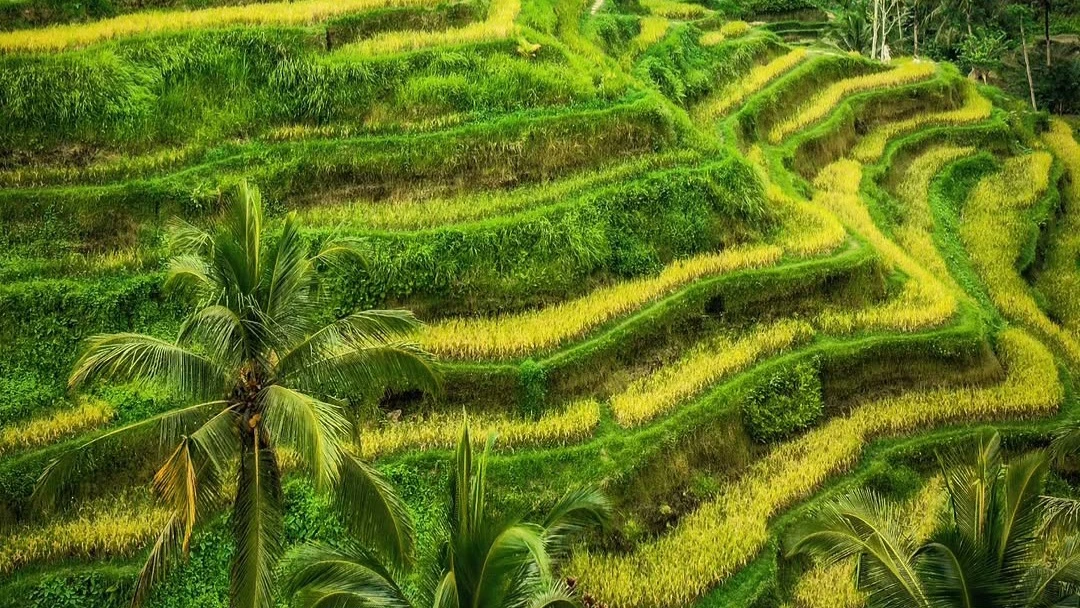 tegallalang rice terrace