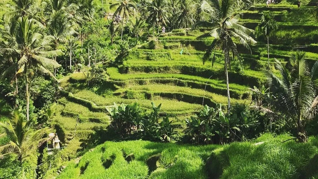tegallalang rice terrace