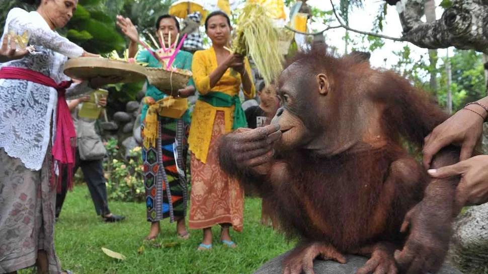 Tumpek Kandang Ceremony