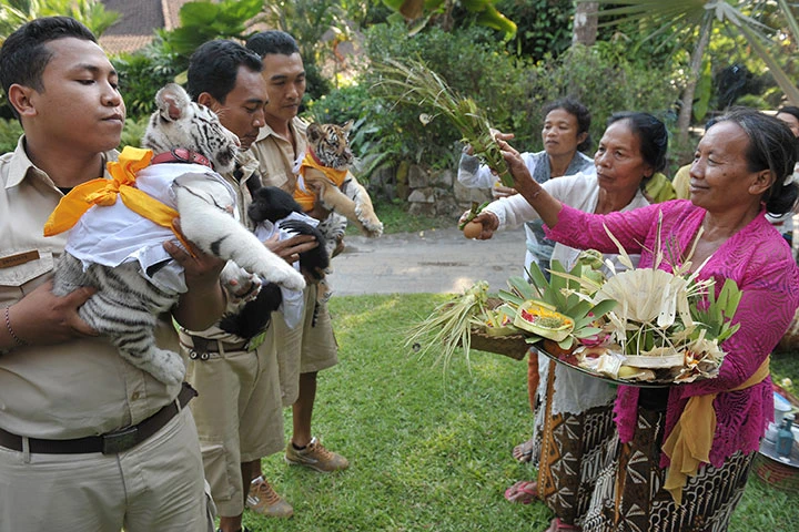 Tumpek Kandang Ceremony