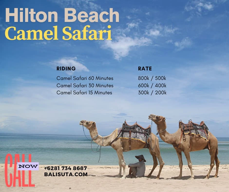 camel safari hilton beach