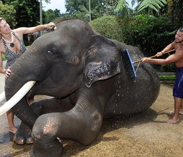 elephant sumatra at mason park, elephant park, elephant tour