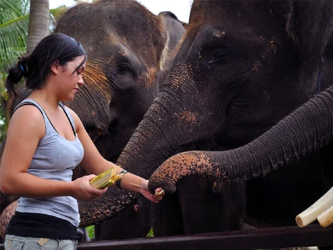 elephant feeding, elephant park tour, mason elephant park