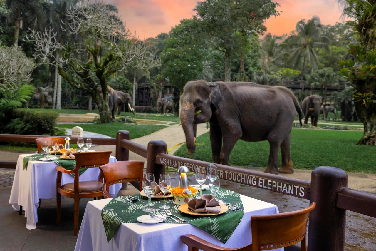 sunset elephant tour, mason elephant park