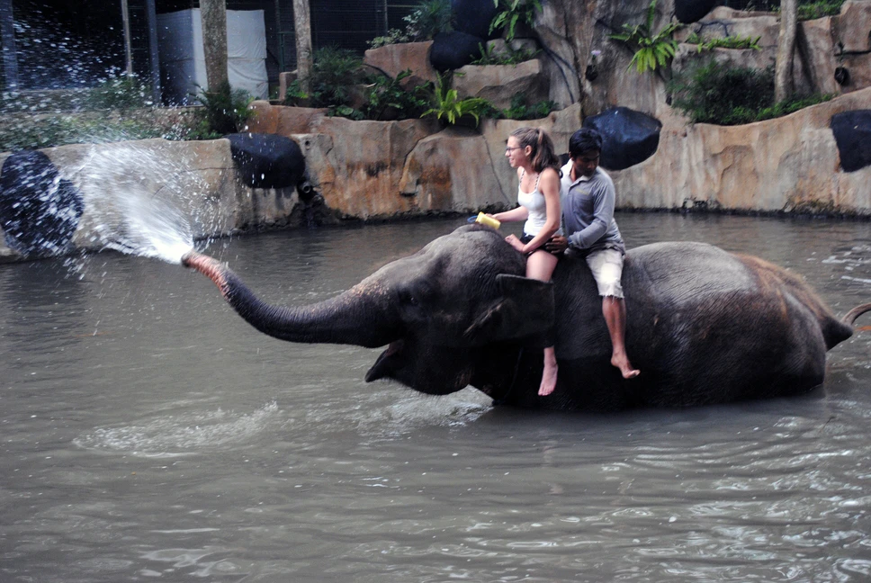 bakas elephant park bathing program
