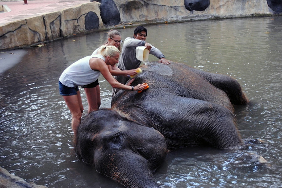 elephant bating program at bakas park
