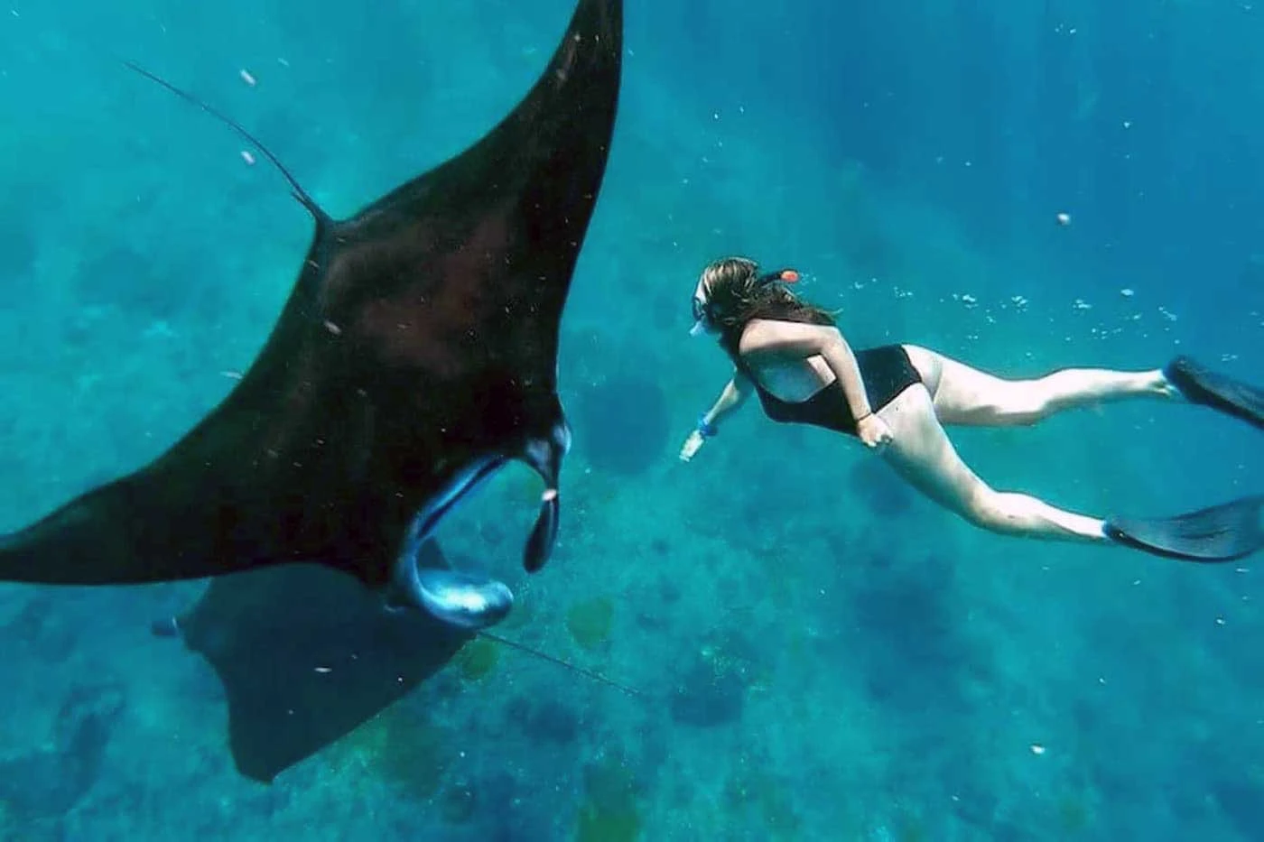 snorkeling with manta in lembongan island