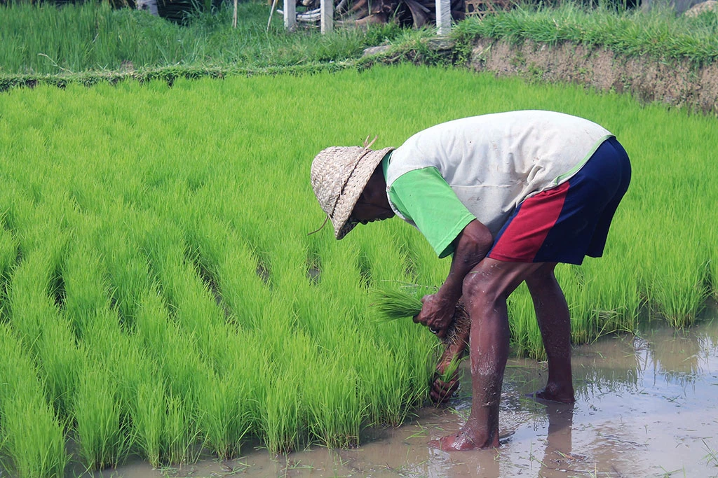 local farmer planting the rice paddy