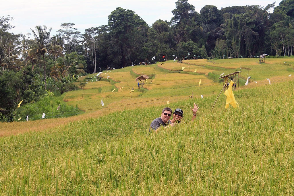 in the middle of rice paddy