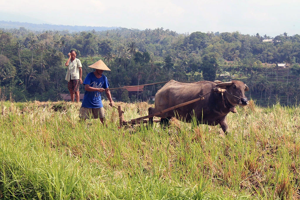 local farmer doing their job