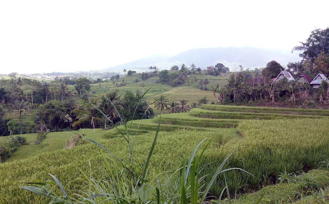 the jatiluwih rice terrace view as far as eye can see