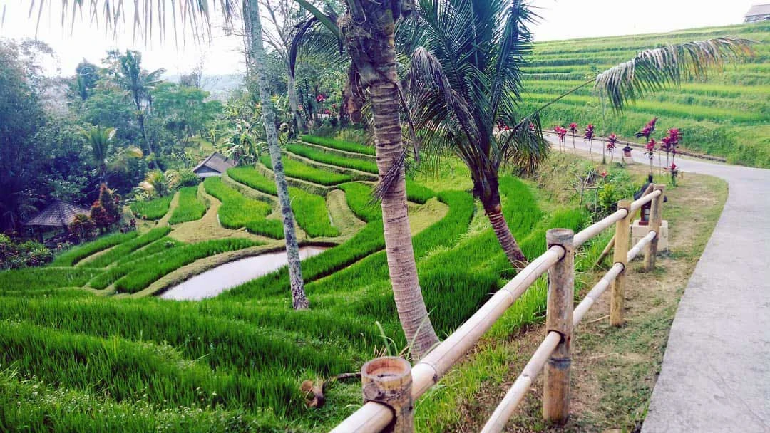 beautiful view surrounding the jatiluwih cycling track