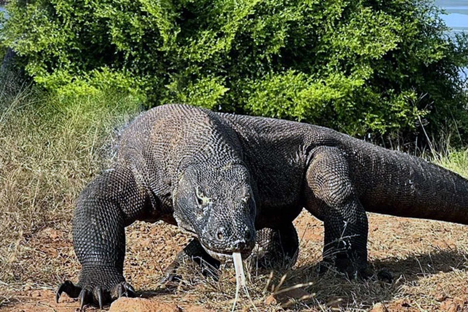 komodo dragon at komodo island indonesia