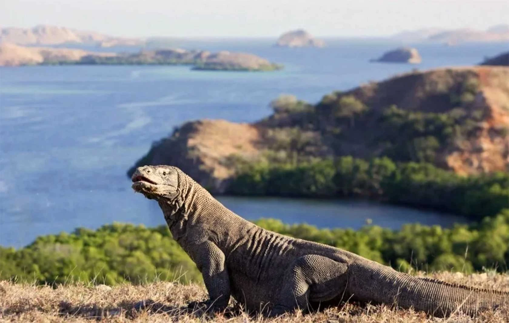 komodo dragon indonesia