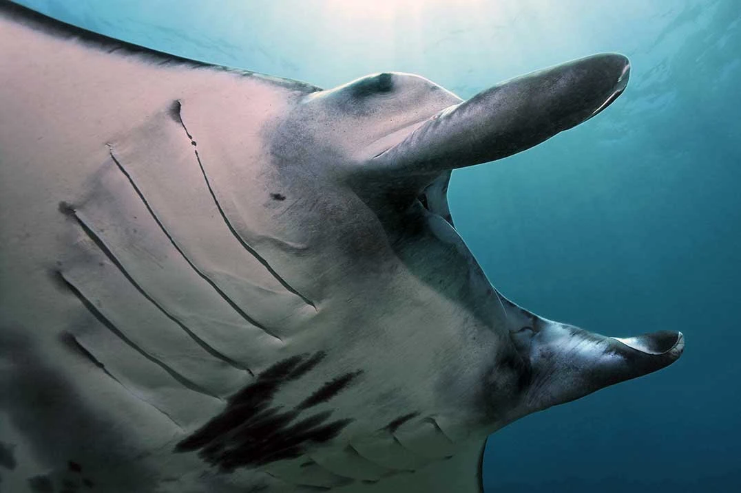 manta ray from the close shoot