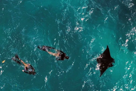 swim with manta ray nusa penida