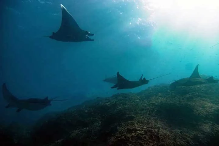 group of manta rays underwater view