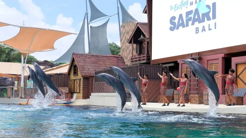 dolphin presentation, intelligent mammals, samudraya, marine safari bali, marine life