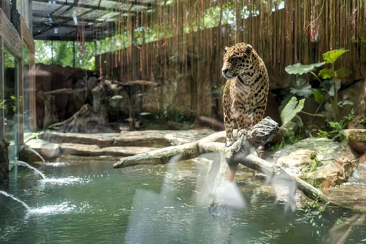 jungle odyssey, tiger, marine safari, tiger educational presentation