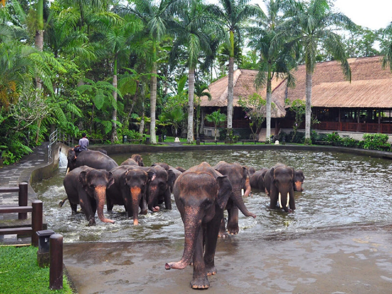 sumatras elephant at mason elephant park