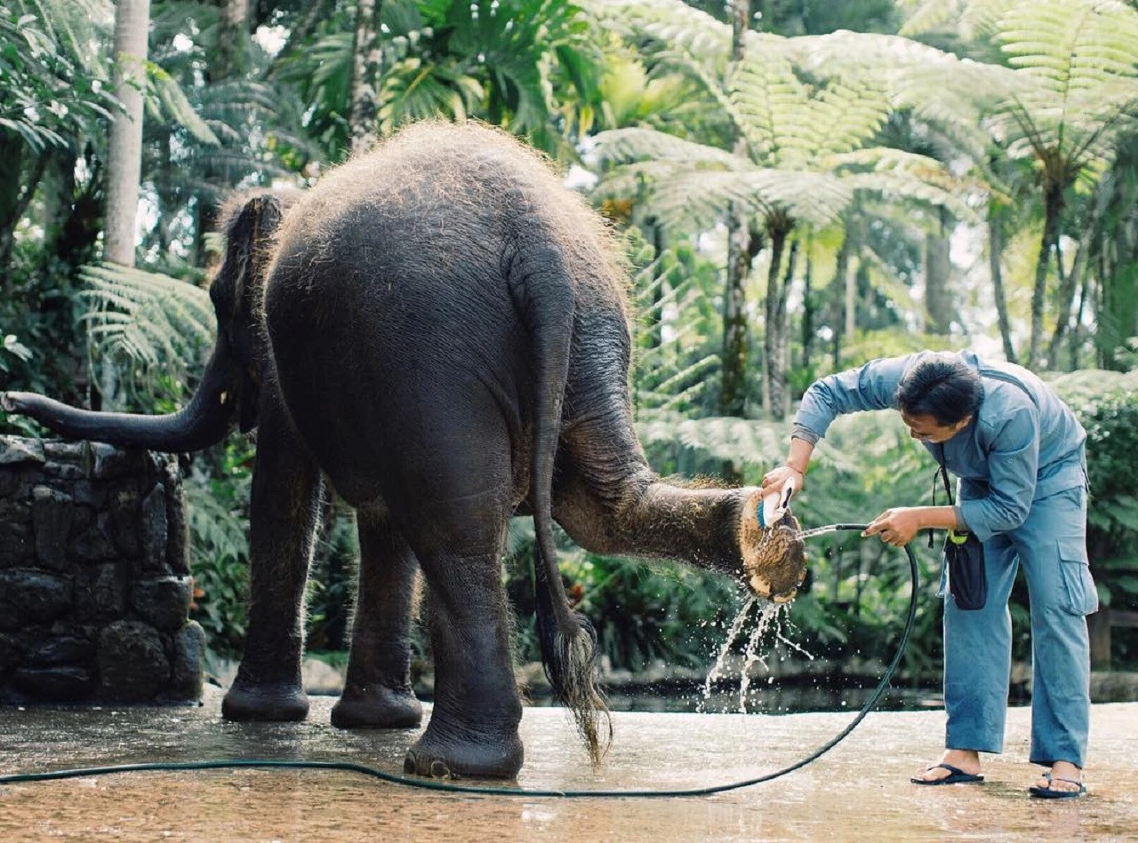 elephant special treatment by profesional