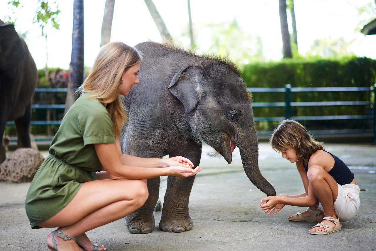 feeding baby elephant at mason park