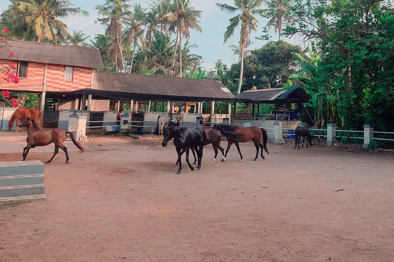 saba horse riding basecamp area
