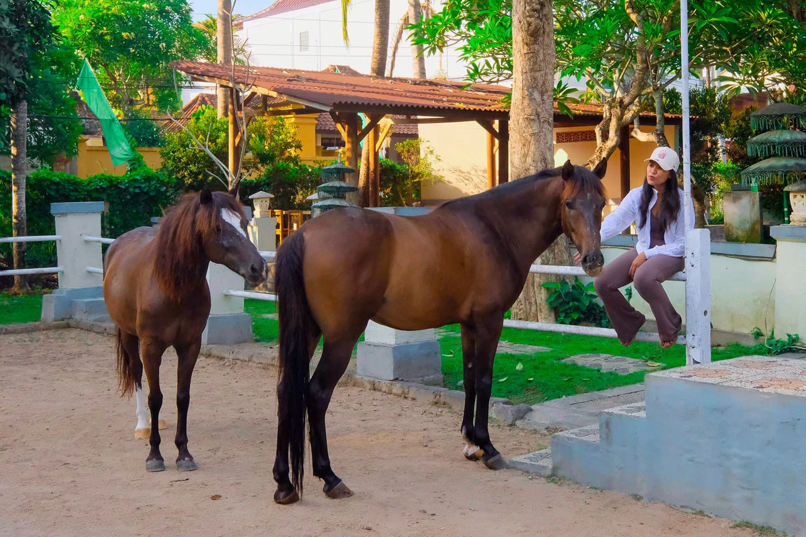 strong and friendly horses interactive with visitor