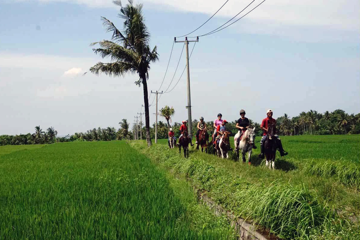 group horse riding along the rice field