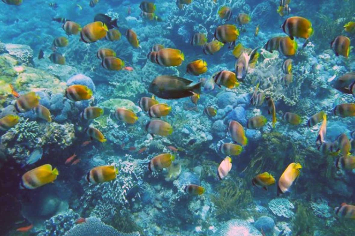 underwater view of gt point nusa penida island