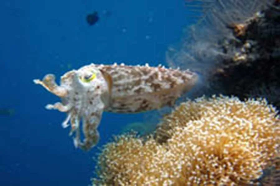 bali diving site at west bali