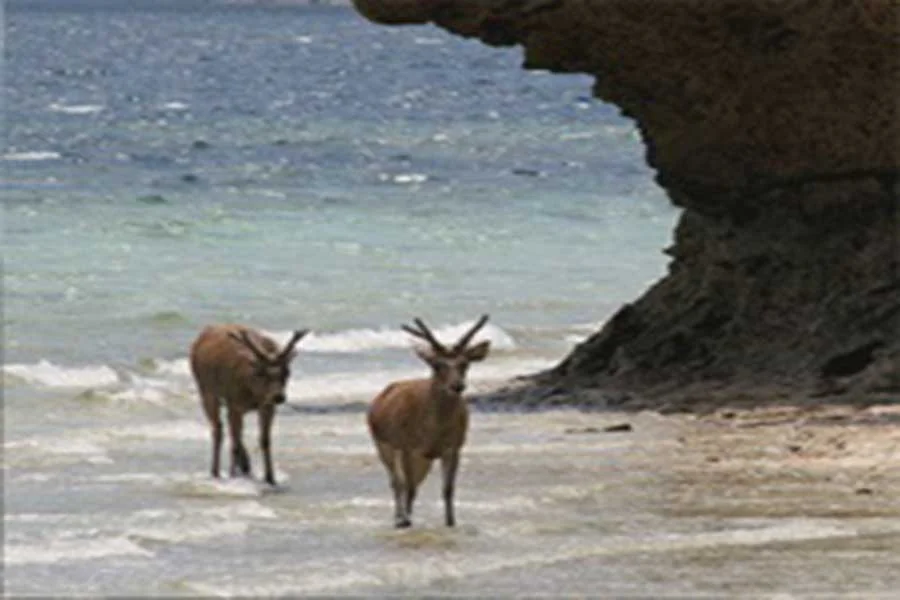 menjangan, deer